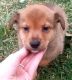 Toy Australian Shepherd Puppies for sale in Detroit, MI, USA. price: $500