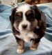 Toy Australian Shepherd Puppies for sale in 44926 Loup River Rd, Sumner, NE 68878, USA. price: NA