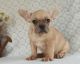 Toy Bulldog Puppies for sale in 3720 N Tryon St, Charlotte, NC 28206, USA. price: NA