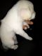 Toy Fox Terrier Puppies for sale in Santa Clara, CA, USA. price: $150
