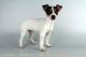 Toy Fox Terrier Puppies for sale in San Diego, CA, USA. price: $1,895