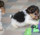 Toy Fox Terrier Puppies for sale in Reno, NV, USA. price: NA