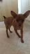 Toy Fox Terrier Puppies for sale in Los Angeles, CA 90001, USA. price: $400