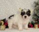 Toy Fox Terrier Puppies for sale in Maryland Parkway, Las Vegas, NV, USA. price: NA