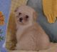 Toy poodle Pomeranian Pomapoo female for sale