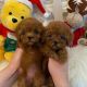 Toy Poodle Puppies for sale in Los Angeles, CA, USA. price: $600