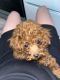 Toy Poodle Puppies for sale in Los Angeles, CA, USA. price: $4,000
