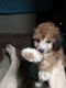 Toy Poodle Puppies for sale in Devine, TX 78016, USA. price: $600
