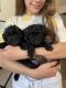 Toy poodles puppies looking for new owners