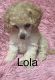 Female and male toy poodle sale