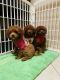 Toy Poodle Puppies for sale in Pearland, TX 77584, USA. price: $1,200