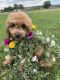 Toy Poodle Puppies for sale in Grand Junction, CO, USA. price: $2,500