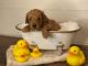 Toy Poodle Puppies for sale in Wharton, TX 77488, USA. price: NA