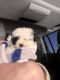 Toy Poodle Puppies for sale in Castle Rock, CO, USA. price: $2,100