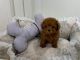 Toy Poodle Puppies for sale in U.S. Bank Tower, Los Angeles, CA 90071, USA. price: $700