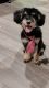 Toy Poodle Puppies for sale in Woodland Hills, Los Angeles, CA, USA. price: $1,000