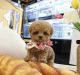 Toy Poodle Puppies for sale in Los Angeles, CA, USA. price: $6,000