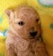 Toy Poodle Puppies for sale in Taylor, MI 48180, USA. price: NA