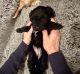 Toy Poodle Puppies for sale in Village of Pelham, NY, USA. price: NA