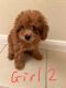 Toy Poodle Puppies for sale in Los Angeles, CA, USA. price: $2,500