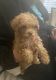 Toy Poodle Puppies for sale in Los Angeles, CA, USA. price: $2,000