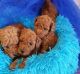 Toy Poodle Puppies for sale in Toronto, ON, Canada. price: $500