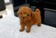 Toy Poodle Puppies for sale in Los Angeles, CA 90022, USA. price: $800