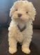 Toy Poodle Puppies for sale in Bennett, CO 80102, USA. price: $1,200