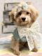 Toy Poodle Puppies for sale in Los Angeles, CA, USA. price: $1,500