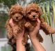 Toy Poodle Puppies for sale in Los Angeles, CA, USA. price: $500