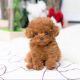 Toy Poodle Puppies for sale in Mumbai, Maharashtra, India. price: NA