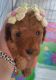 Toy Poodle Puppies for sale in Las Vegas, NV, USA. price: $1,200