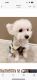Toy Poodle Puppies for sale in Barrie, ON L4N 6Z6, Canada. price: $3,000