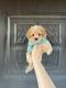 Toy Poodle Puppies for sale in Los Angeles, CA, USA. price: $800