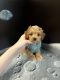 Toy Poodle Puppies for sale in Los Angeles, CA, USA. price: $1,000