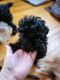 Toy Poodle Puppies for sale in Kalamazoo, MI, USA. price: $1,000