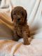 Toy Poodle Puppies for sale in Zambales, Philippines. price: 15,000 PHP