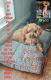 Toy Poodle Puppies for sale in San Antonio, TX 78263, USA. price: $600