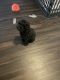 Toy Poodle Puppies for sale in Irving, Texas. price: $700