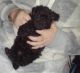 Toy Poodle Puppies for sale in Texarkana, Texas. price: $2,200