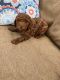 Toy Poodle Puppies for sale in Dallas, Texas. price: $541