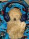 Toy Poodle Puppies for sale in Brea, California. price: NA