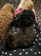 Toy Poodle Puppies for sale in Killeen, Texas. price: $1,200