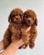 Toy Poodle Puppies for sale in Houston, Texas. price: NA