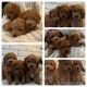 Toy Poodle Puppies for sale in Jacksonville, FL, USA. price: $1,850