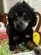 Toy Poodle Puppies for sale in Willis, Texas. price: $1,500