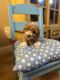 Toy Poodle Puppies for sale in Edinburg, Texas. price: $1,800