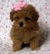 Toy Poodle Puppies for sale in Thornton, CO, USA. price: $650