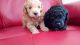 Toy Poodle Puppies for sale in Round Rock, TX 78664, USA. price: $500