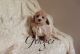 Toy Poodle Puppies for sale in Las Vegas, NV 89178, USA. price: $1,400